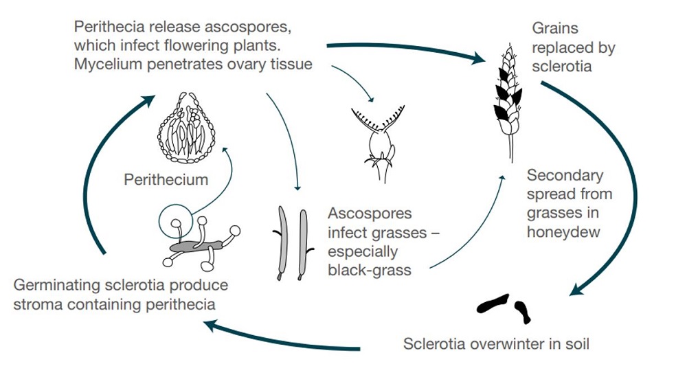 An illustration of the life cycle of ergot